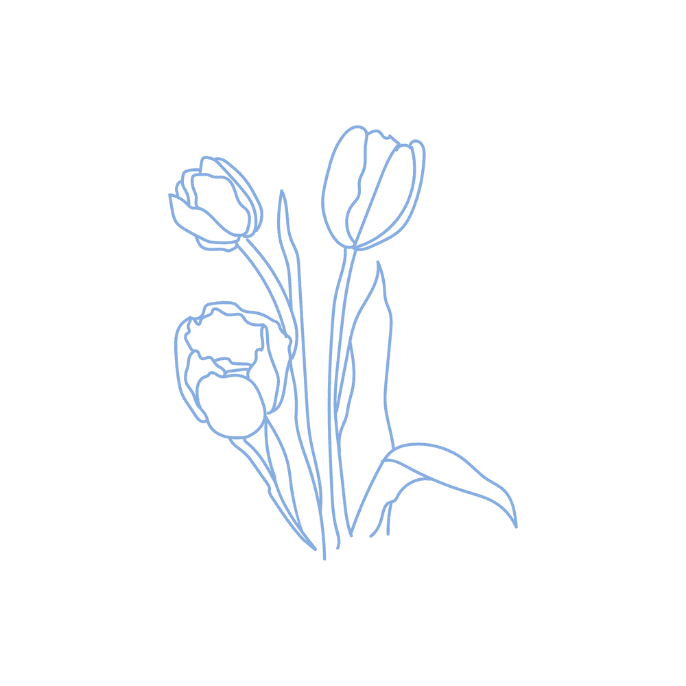 Tulipa