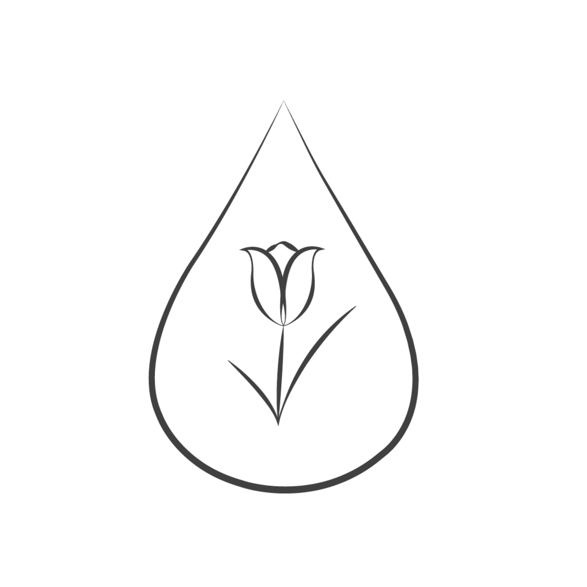 Tulipa